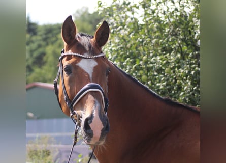 Hanoverian, Gelding, 16 years, 16,1 hh, Brown