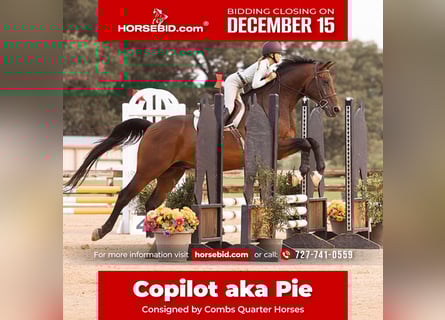 Hanoverian, Gelding, 16 years, 16,2 hh, Bay