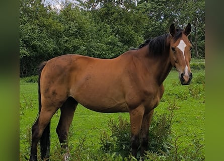 Hanoverian, Gelding, 16 years, 16,2 hh, Brown