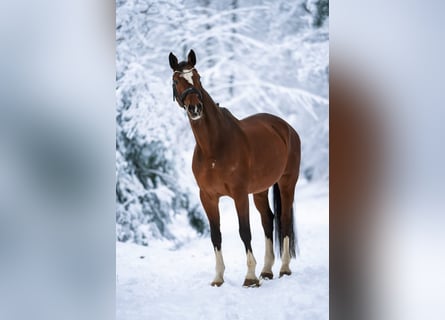 Hanoverian, Gelding, 16 years, 17.2 hh, Brown