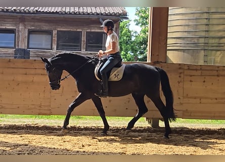 Hanoverian, Gelding, 16 years, 17 hh, Black