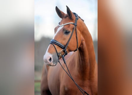 Hanoverian, Gelding, 16 years, 17,2 hh, Chestnut-Red