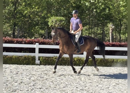 Hanoverian, Gelding, 16 years, Bay-Dark