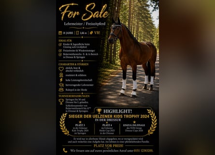 Hanoverian, Gelding, 18 years, 16.1 hh, Brown