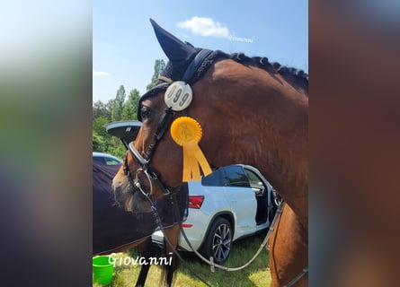 Hanoverian, Gelding, 18 years, 17 hh, Brown