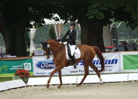 Hanoverian, Gelding, 18 years, 17 hh, Chestnut-Red