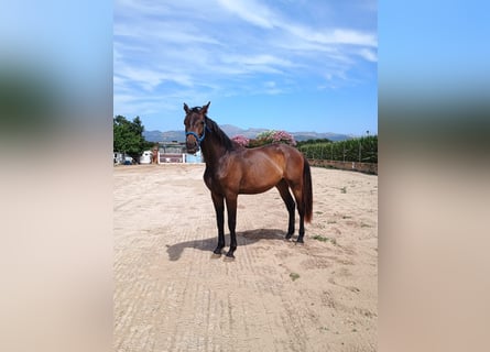 Hanoverian, Gelding, 1 year, 16,2 hh, Bay-Dark