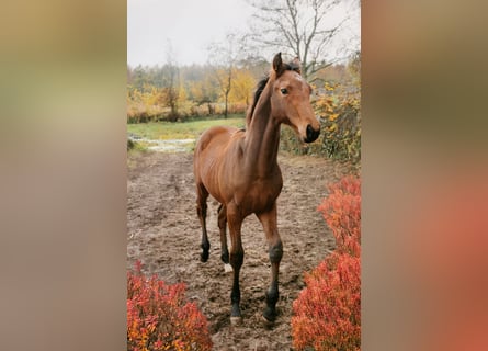 Hanoverian, Gelding, 1 year, 16,2 hh, Brown