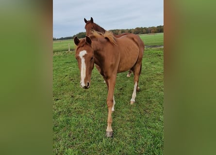 Hanoverian, Gelding, 1 year, 16,2 hh, Chestnut-Red