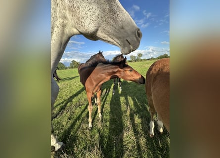 Hanoverian, Gelding, 1 year, Bay-Dark