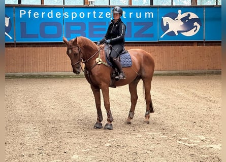 Hanoverian, Gelding, 20 years, 16.1 hh, Chestnut-Red