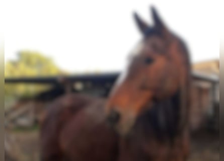 Hanoverian, Gelding, 21 years, 17.1 hh, Brown