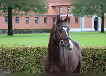 Hannoveraner, Wallach, 2 Jahre, 15,1 hh, Brauner