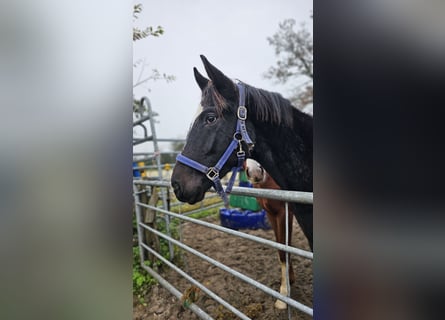 Hanoverian, Gelding, 2 years, 16.1 hh, Black