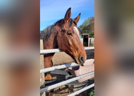 Hanoverian, Gelding, 2 years, 16.1 hh, Brown