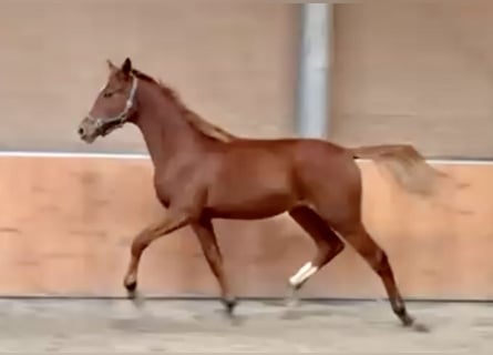 Hanoverian, Gelding, 2 years, 16.1 hh, Chestnut-Red