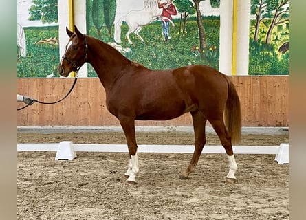 Hanoverian, Gelding, 2 years, 16,1 hh, Chestnut-Red