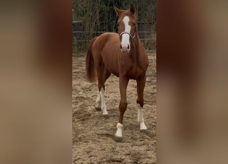 Hanoverian, Gelding, 2 years, 16.1 hh, Chestnut-Red