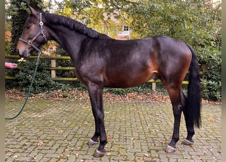 Hanoverian, Gelding, 2 years, 16.2 hh, Bay-Dark