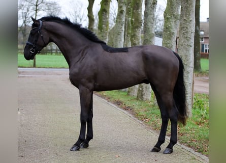 Hanoverian, Gelding, 2 years, 16,2 hh, Black