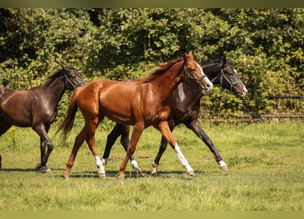 Hannoveraner, Wallach, 2 Jahre, 16,2 hh, Fuchs