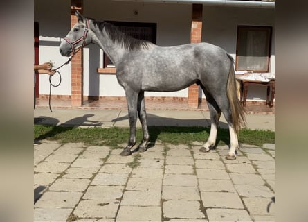 Hannoveraner, Wallach, 2 Jahre, 16,2 hh, Schimmel