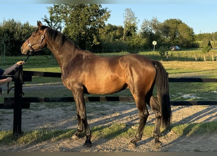 Hanoverian, Gelding, 2 years, 16,1 hh, Bay