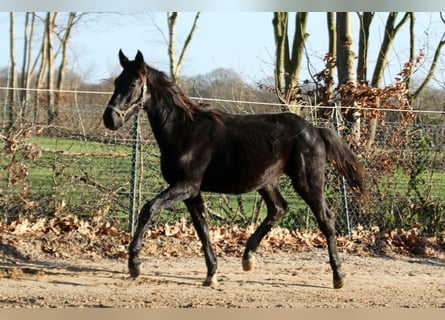 Hanoverian, Gelding, 2 years, 16,1 hh, Black