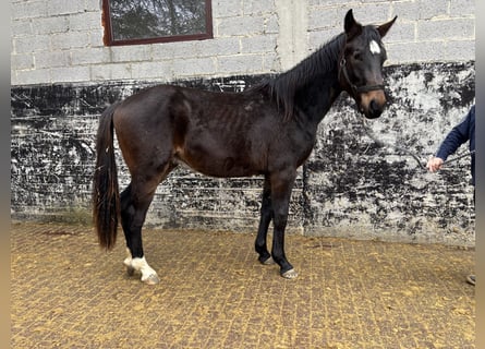 Hanoverian, Gelding, 2 years, 16,2 hh, Bay-Dark