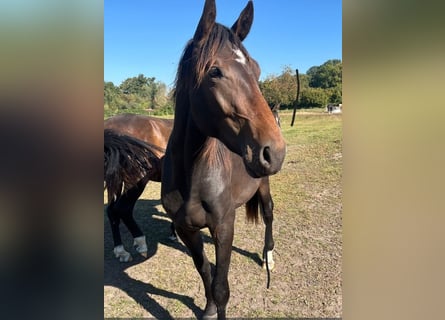Hanoverian, Gelding, 2 years, 16,3 hh, Bay-Dark Hanoverian, Gelding, 2 years, 16,3 hh, Bay-Dark