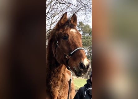 Hanoverian, Gelding, 30 years, 16 hh, Brown