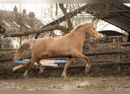 Hanoverian, Gelding, 3 years, 14,3 hh, Palomino