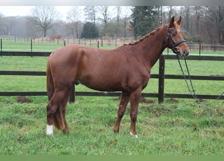 Hanoverian, Gelding, 3 years, 15.1 hh, Chestnut-Red