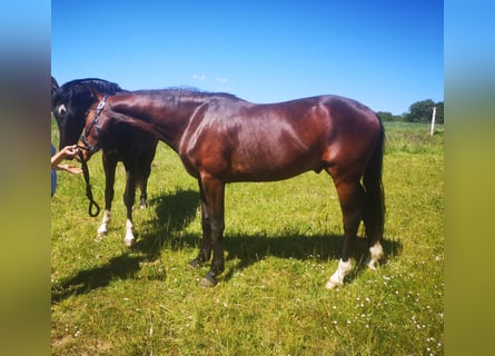 Hanoverian, Gelding, 3 years, 15.2 hh, Bay-Dark