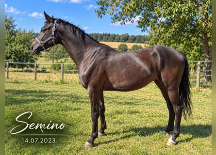 Hanoverian, Gelding, 3 years, 15.2 hh, Black