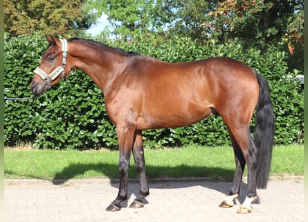Hanoverian, Gelding, 3 years, 15.3 hh, Brown