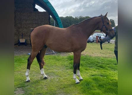 Hanoverian, Gelding, 3 years, 15 hh, Brown