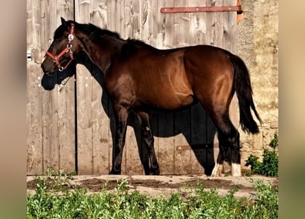 Hanoverian, Gelding, 3 years, 16,1 hh, Bay-Dark