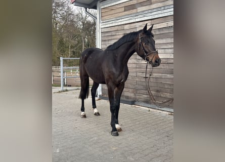 Hanoverian, Gelding, 3 years, 16.1 hh, Bay-Dark