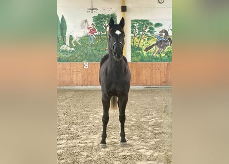 Hanoverian, Gelding, 3 years, 16.1 hh, Black