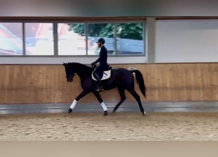 Hanoverian, Gelding, 3 years, 16,1 hh, Black