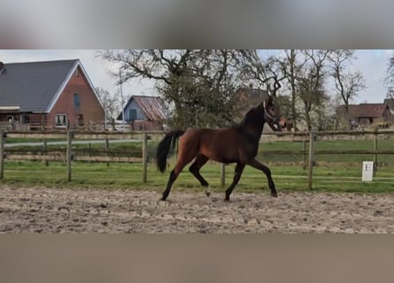 Hanoverian, Gelding, 3 years, 16.1 hh, Brown