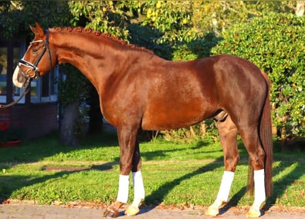 Hanoverian, Gelding, 3 years, 16,1 hh, Chestnut