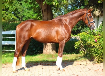 Hanoverian, Gelding, 3 years, 16,1 hh, Chestnut