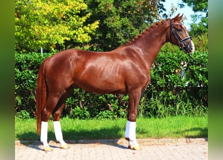 Hanoverian, Gelding, 3 years, 16,1 hh, Chestnut