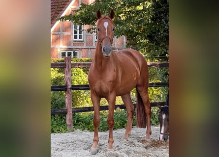 Hanoverian, Gelding, 3 years, 16,1 hh, Chestnut-Red