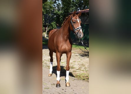 Hanoverian, Gelding, 3 years, 16,1 hh, Chestnut-Red