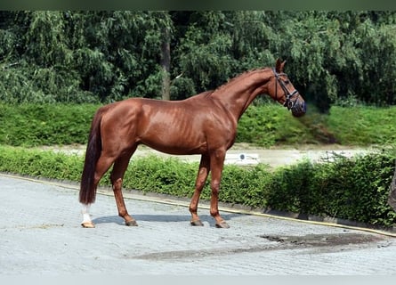 Hanoverian, Gelding, 3 years, 16,1 hh, Chestnut-Red