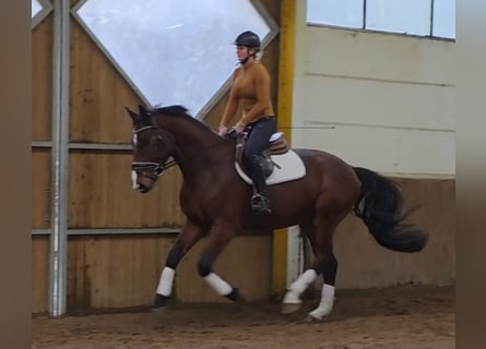 Hanoverian, Gelding, 3 years, 16.2 hh, Bay-Dark