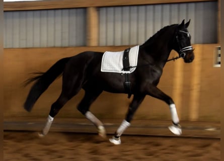 Hanoverian, Gelding, 3 years, 16,2 hh, Black